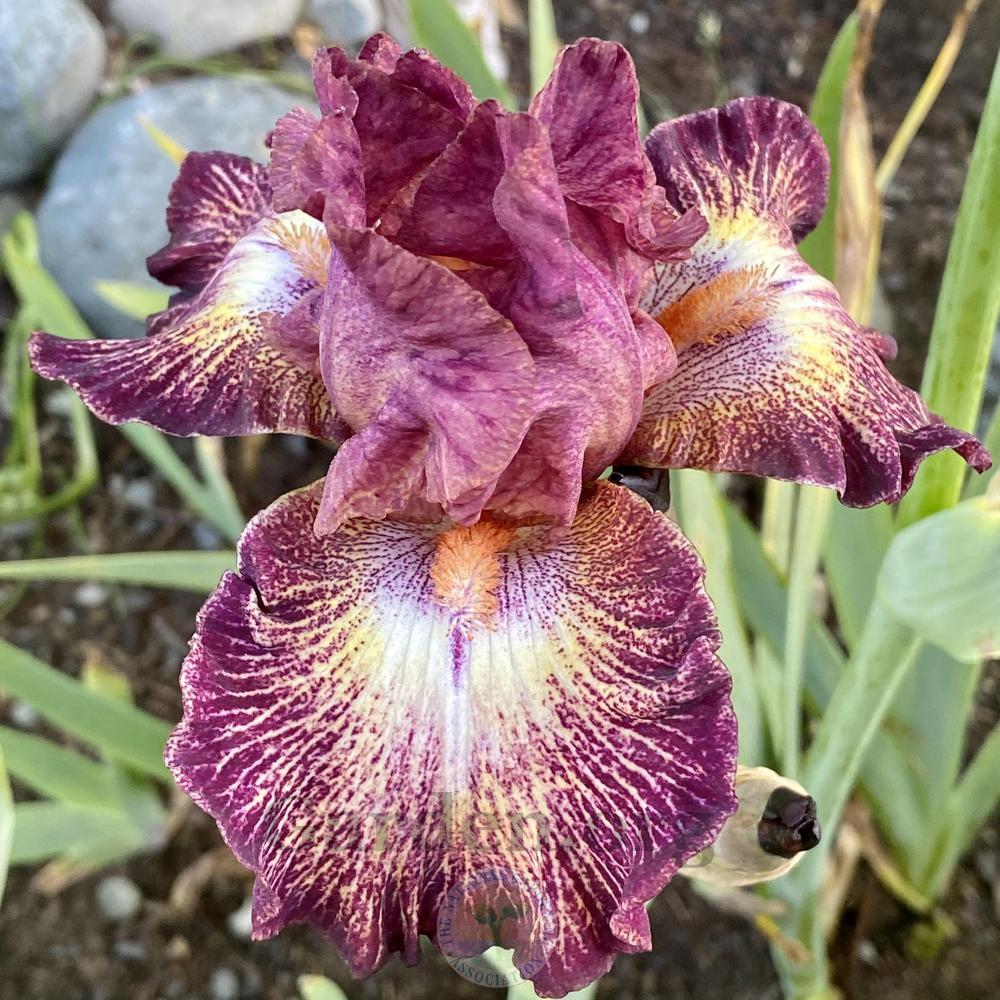 Photo of Tall Bearded Iris (Iris 'Artistic Web') uploaded by Patty