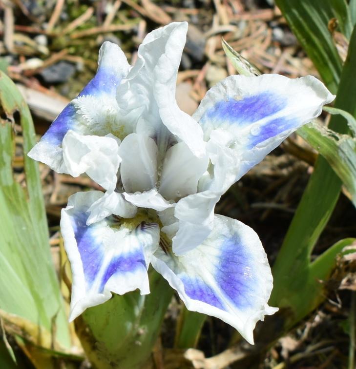 Photo of Standard Dwarf Bearded Iris (Iris 'Blue Ray') uploaded by SherriRaye