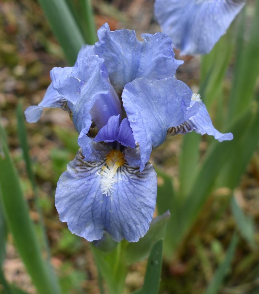 Photo of Standard Dwarf Bearded Iris (Iris 'Larry's Blue') uploaded by SherriRaye