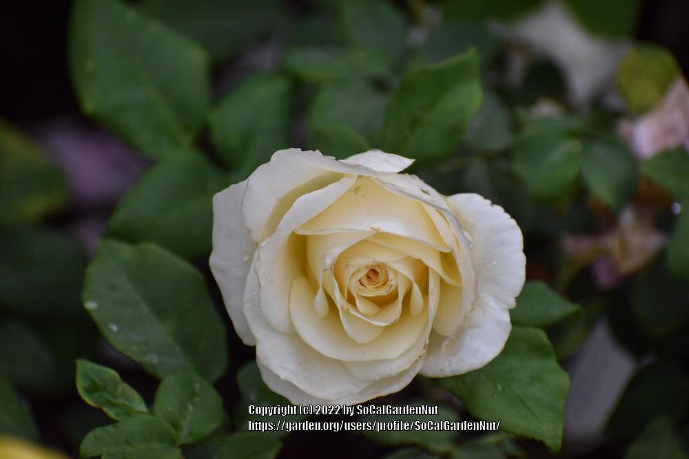 Photo of Rose (Rosa 'French Lace') uploaded by SoCalGardenNut