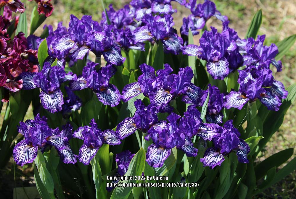 Photo of Standard Dwarf Bearded Iris (Iris 'Force Field') uploaded by Valery33