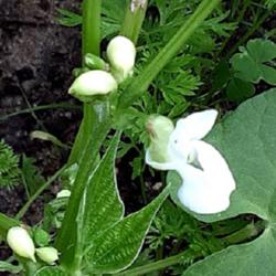 Location: Aberdeen, NC
Date: May 18, 2022
Blue lake bush beans #6vg; LHB p. 574, 96-50, "Ancient name."