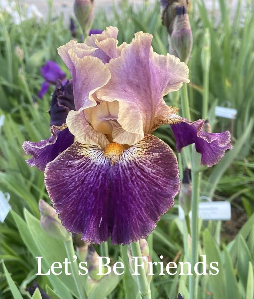 Photo of Tall Bearded Iris (Iris 'Let's Be Friends') uploaded by amberjewel