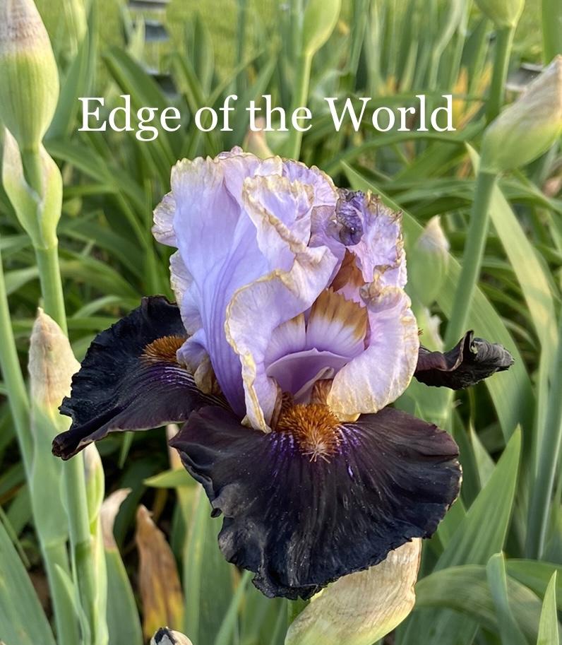 Photo of Tall Bearded Iris (Iris 'Edge of the World') uploaded by amberjewel