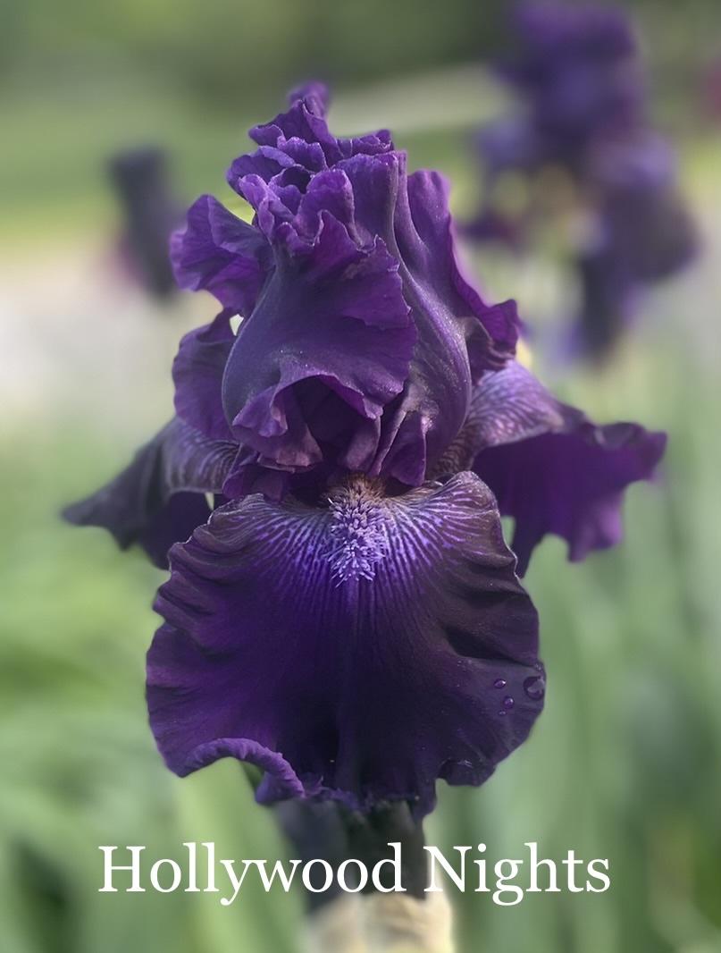 Photo of Tall Bearded Iris (Iris 'Hollywood Nights') uploaded by amberjewel