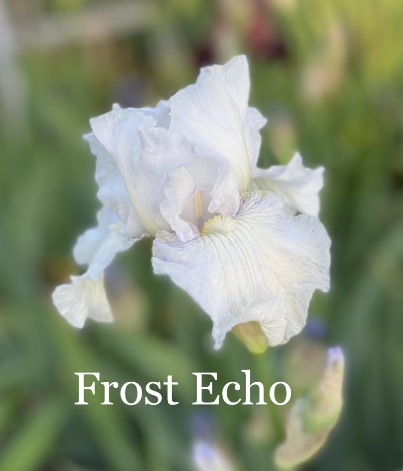 Photo of Tall Bearded Iris (Iris 'Frost Echo') uploaded by amberjewel
