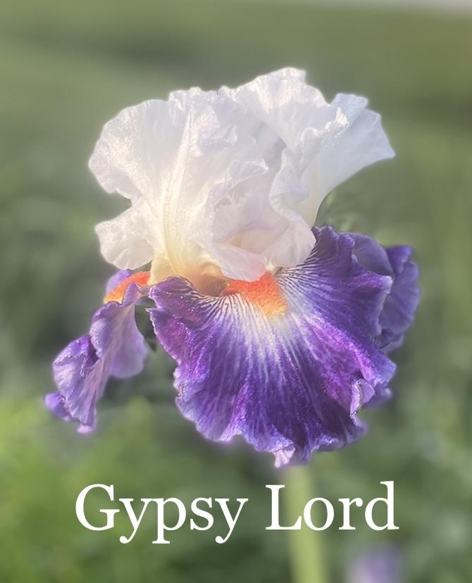 Photo of Tall Bearded Iris (Iris 'Gypsy Lord') uploaded by amberjewel