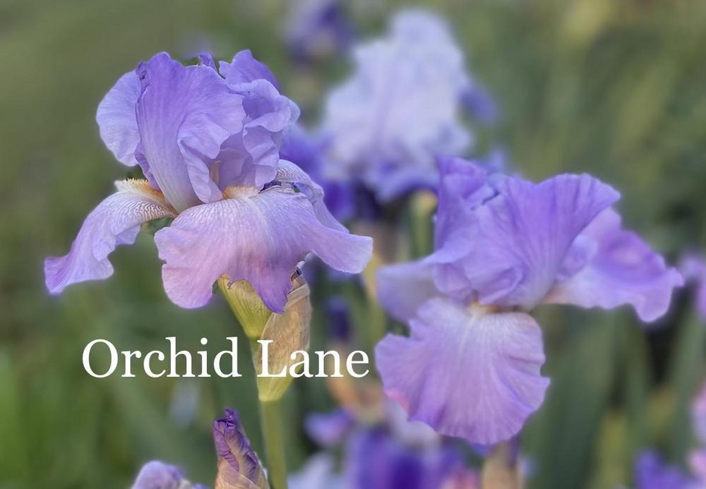Photo of Tall Bearded Iris (Iris 'Orchid Lane') uploaded by amberjewel