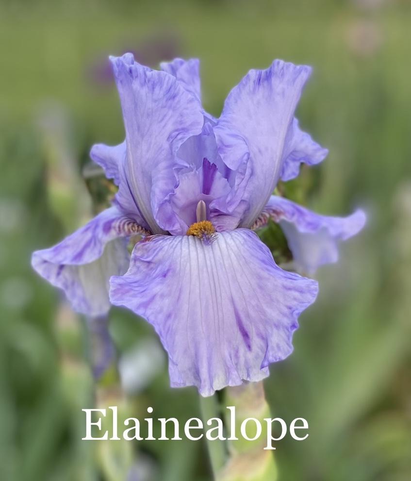 Photo of Tall Bearded Iris (Iris 'Elainealope') uploaded by amberjewel