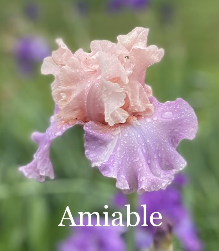 Photo of Tall Bearded Iris (Iris 'Amiable') uploaded by amberjewel
