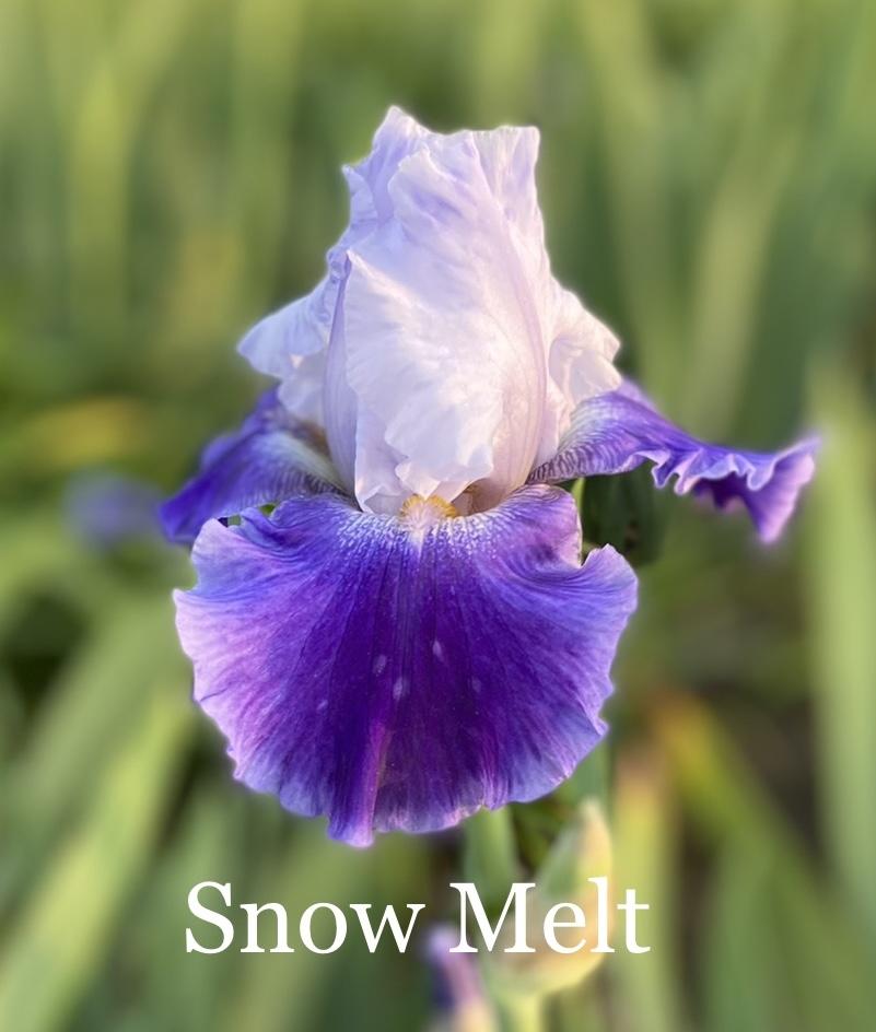 Photo of Tall Bearded Iris (Iris 'Snow Melt') uploaded by amberjewel