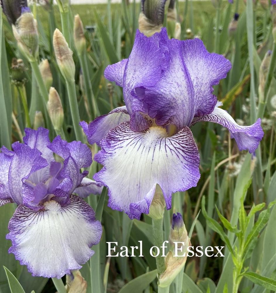 Photo of Tall Bearded Iris (Iris 'Earl of Essex') uploaded by amberjewel