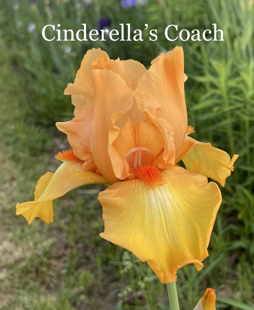 Photo of Tall Bearded Iris (Iris 'Cinderella's Coach') uploaded by amberjewel