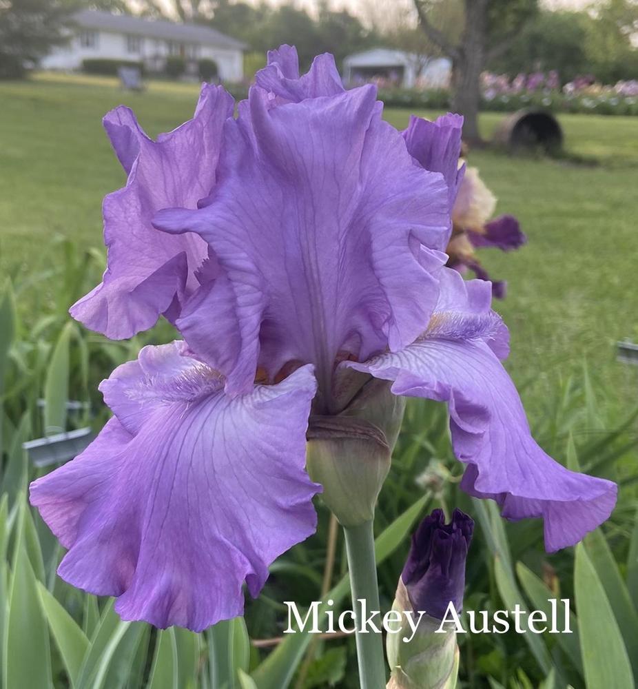 Photo of Tall Bearded Iris (Iris 'Mickey Austell') uploaded by amberjewel