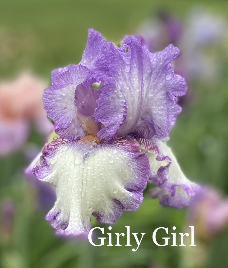 Photo of Tall Bearded Iris (Iris 'Girly Girl') uploaded by amberjewel