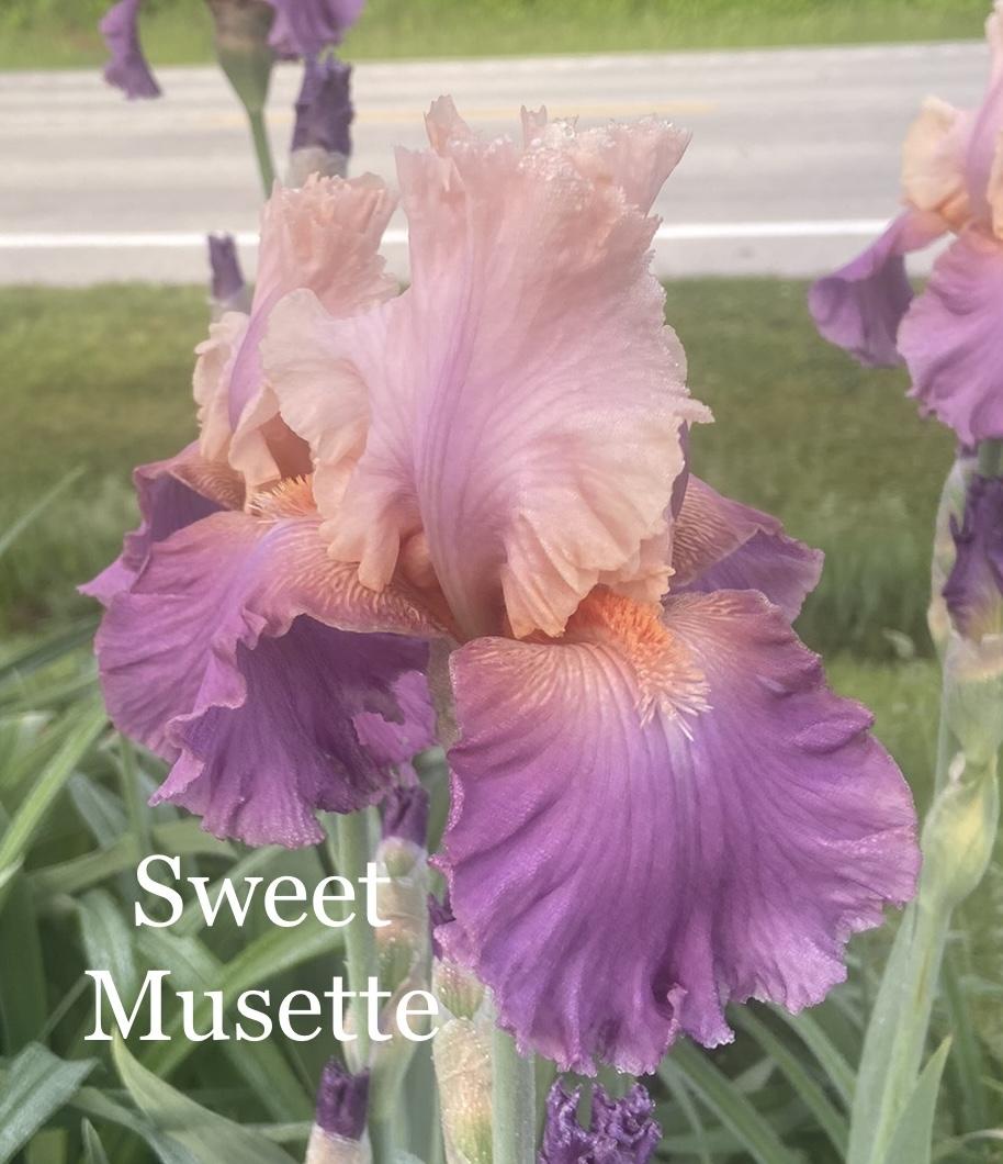 Photo of Tall Bearded Iris (Iris 'Sweet Musette') uploaded by amberjewel
