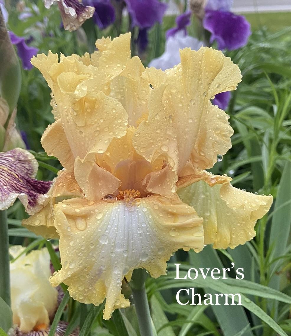 Photo of Tall Bearded Iris (Iris 'Lover's Charm') uploaded by amberjewel