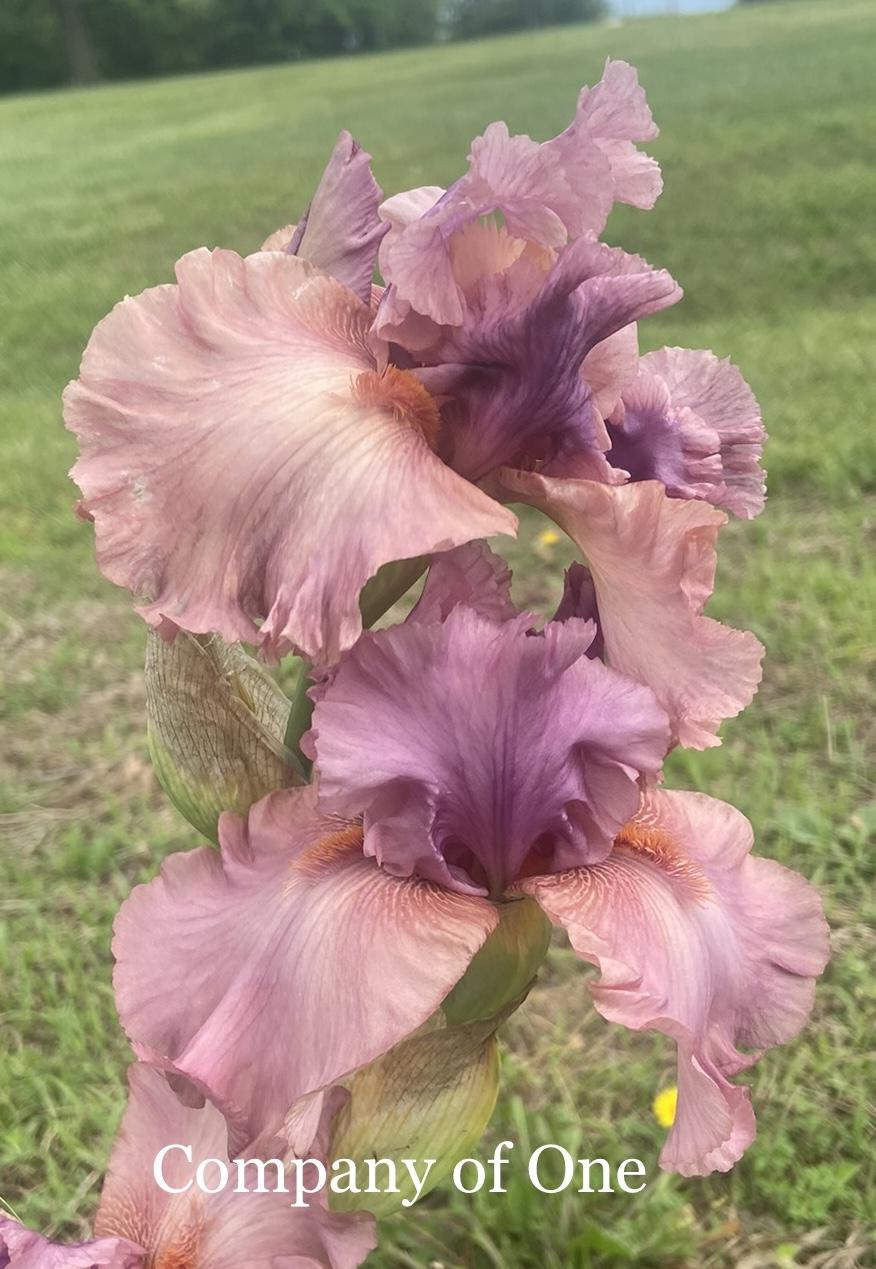 Photo of Tall Bearded Iris (Iris 'Company of One') uploaded by amberjewel