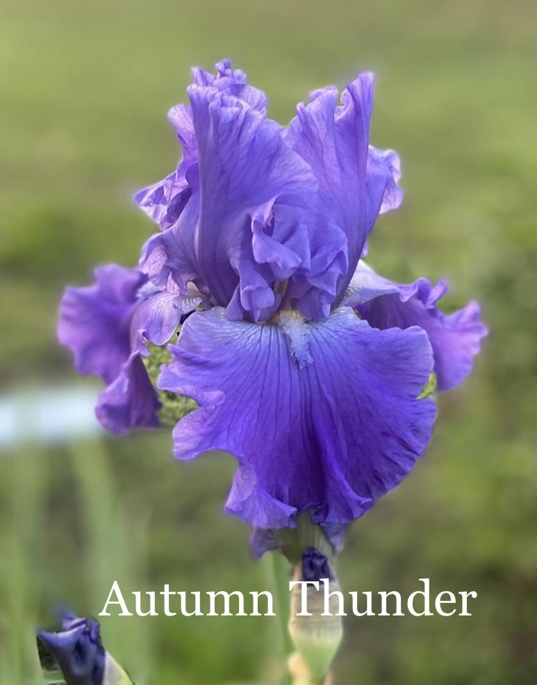Photo of Tall Bearded Iris (Iris 'Autumn Thunder') uploaded by amberjewel