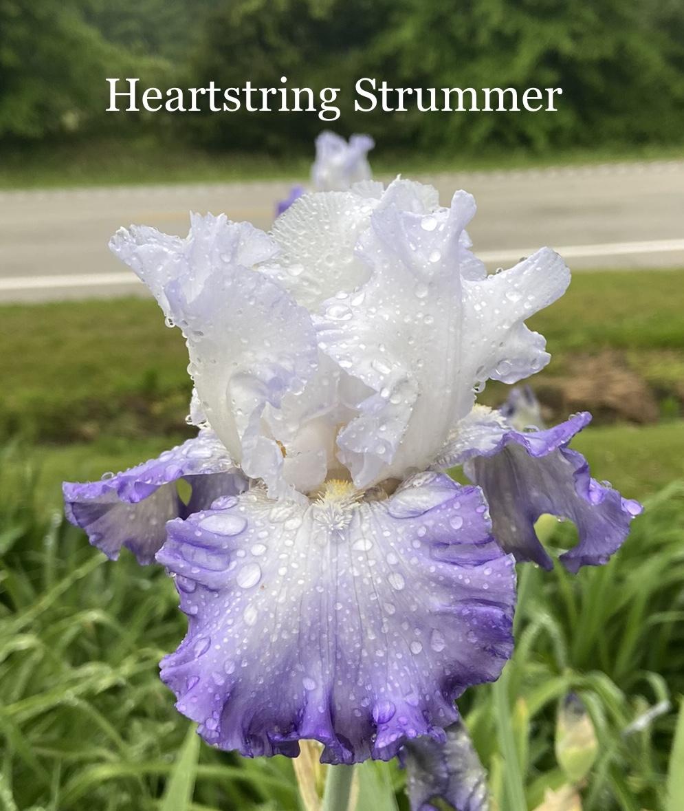 Photo of Tall Bearded Iris (Iris 'Heartstring Strummer') uploaded by amberjewel