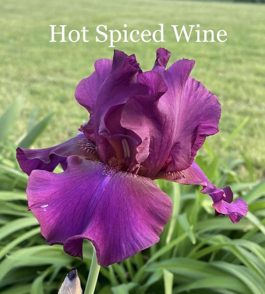 Photo of Tall Bearded Iris (Iris 'Hot Spiced Wine') uploaded by amberjewel