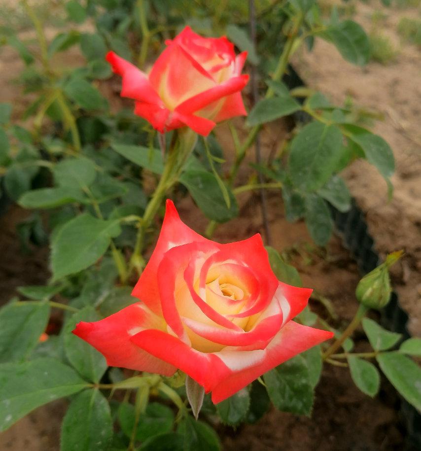 Photo of Rose (Rosa 'Imperatrice Farah') uploaded by manueldalmeida
