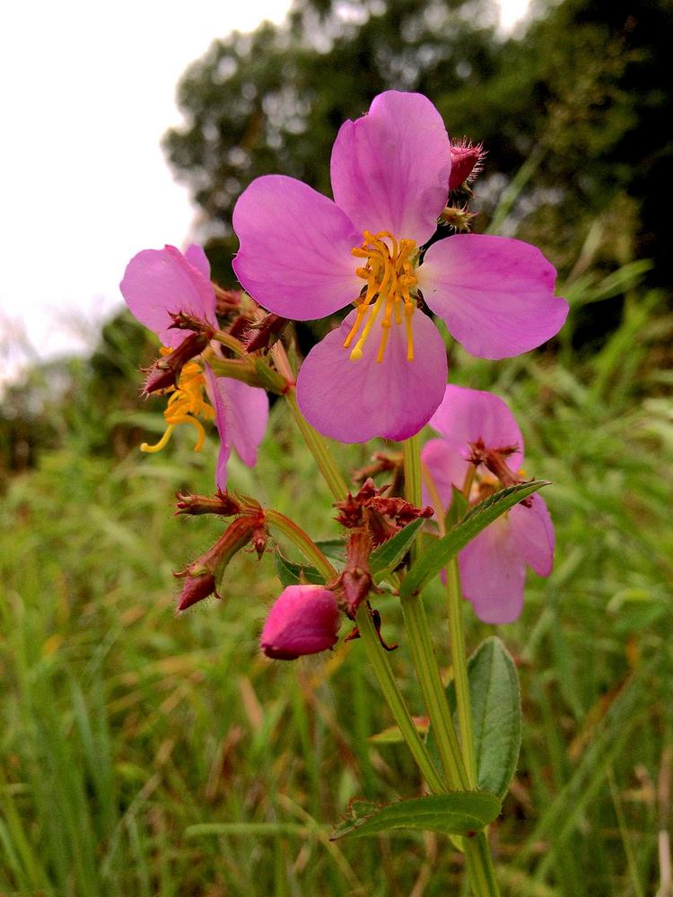 Photo of Meadow Beauty (Rhexia virginica) uploaded by scvirginia