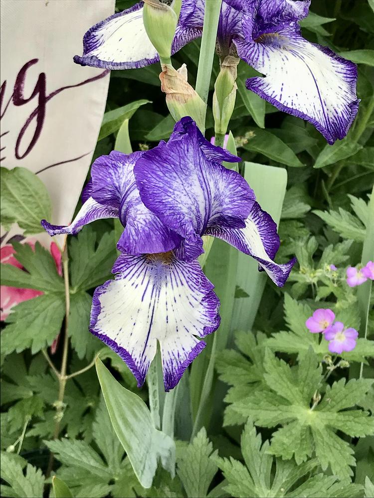 Photo of Tall Bearded Iris (Iris 'Autumn Circus') uploaded by BeautifulRoots
