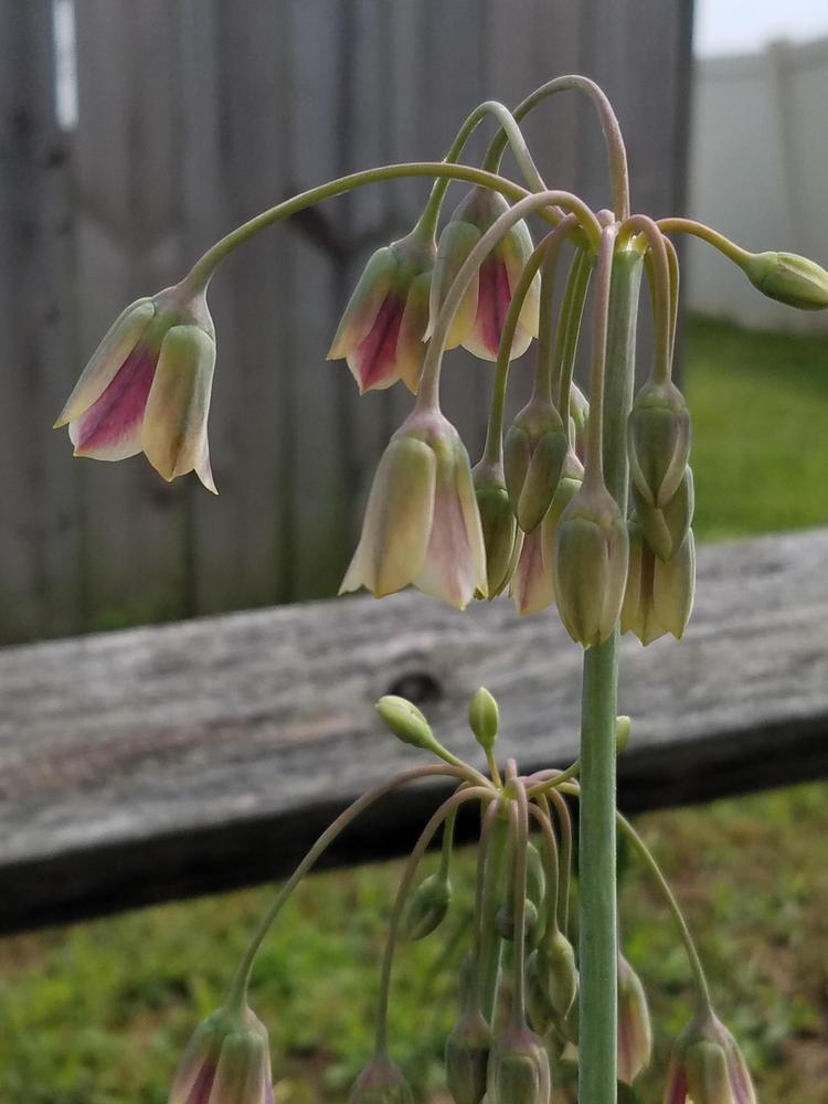 Photo of Mediterranean Bells (Allium siculum) uploaded by DawnaE