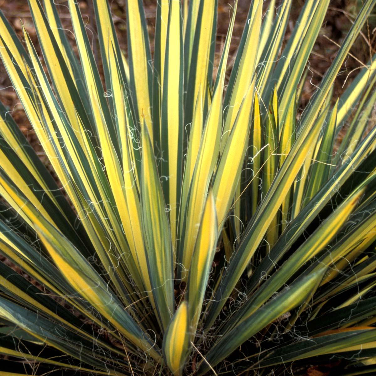 Photo of Adam's Needle (Yucca filamentosa 'Color Guard') uploaded by Joy