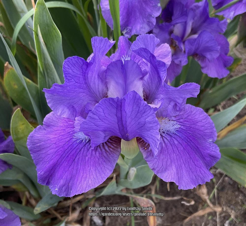 Photo of Intermediate Bearded Iris (Iris 'Double Overtime') uploaded by Lbsmitty