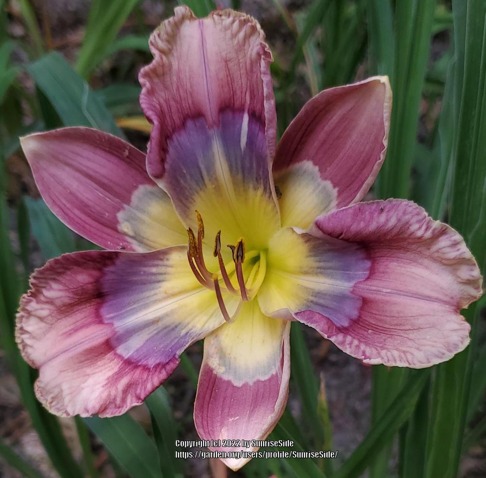 Photo of Daylily (Hemerocallis 'Lily Farm Jalapeno Plum Popper') uploaded by SunriseSide