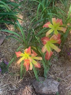 Photo of Daylily (Hemerocallis 'Lorita Wadsworth') uploaded by gingermno