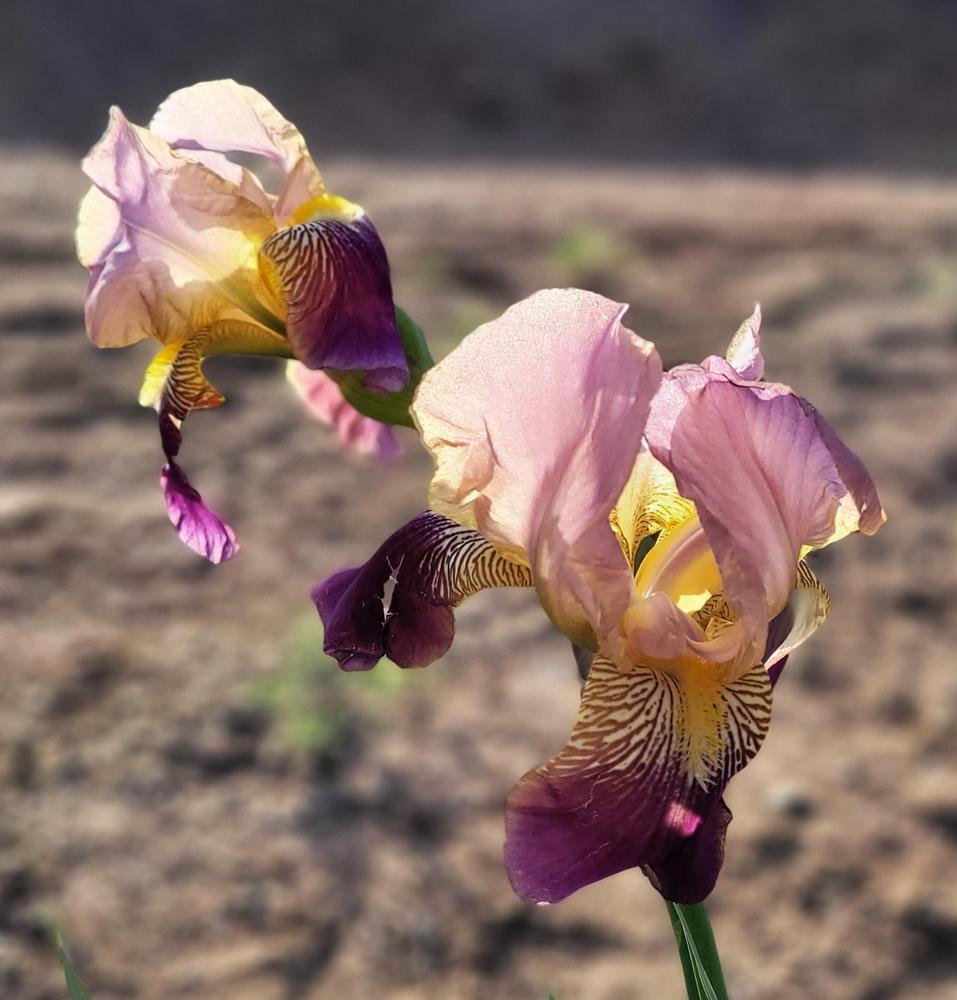 Photo of Tall Bearded Iris (Iris 'Francheville') uploaded by Bitoftrouble