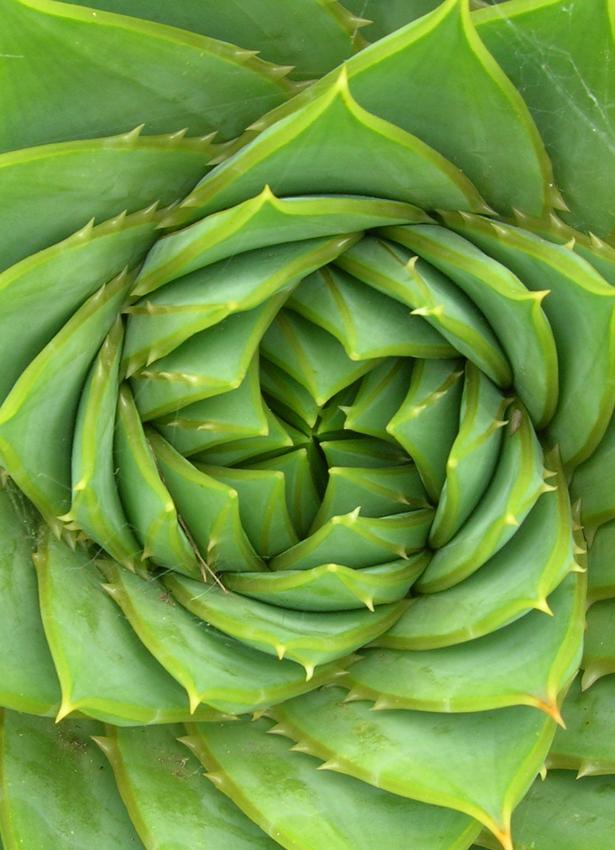 Photo of Spiral Aloe (Aloe polyphylla) uploaded by Joy