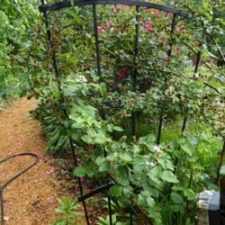 Location: my garden in Dawsonville, GA (zone 7b north Geogia mountains)
Date: 2022-05-23
Long canes wrapped around trellis to facilitate picking (hopefull