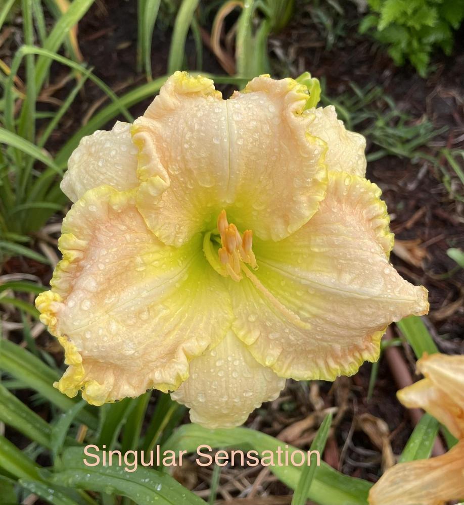 Photo of Daylily (Hemerocallis 'Singular Sensation') uploaded by SouthTexasGardener
