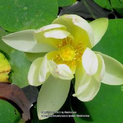 Location: Southern Pines, NC (Boyd House garden)
Date: May 23, 2022
Yellow lotus #184. RAB page 451, 74-1-1. AG page 55, 6-3-1. "Nelu