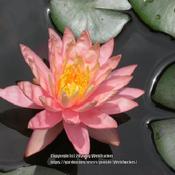 Pygmy water lily #47 nn; LHB page 383. AG page 451, "Dedicated by