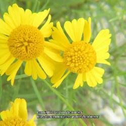 Location: Aberdeen, NC
Date: May 23, 2022
Sneezeweed  #27; RAB p. 1133, 179-75-6; LHB p. 1014, "From Helenu