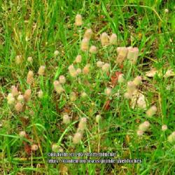 Location: Aberdeen, NC
Date: May 23, 2022
Rabbitfoot clover #186; RAB p. 590, 98-14-3;  AG p. 128, 32-9-?; 