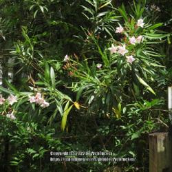 Location: Southern Pines, NC
Date: May 23, 2022
Oleander 44nn; LHB page 812, 169-8-1, "Greek name of oleander".