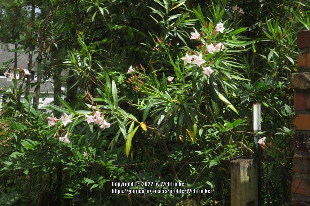 Photo of Oleanders (Nerium oleander) uploaded by WebTucker