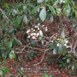 Location: Southern Pines, NC
Date: May 23, 2022
Mountain laurel #182; RAB p. 1183, 145-8-1; AG p. 319, 58-14-1, "