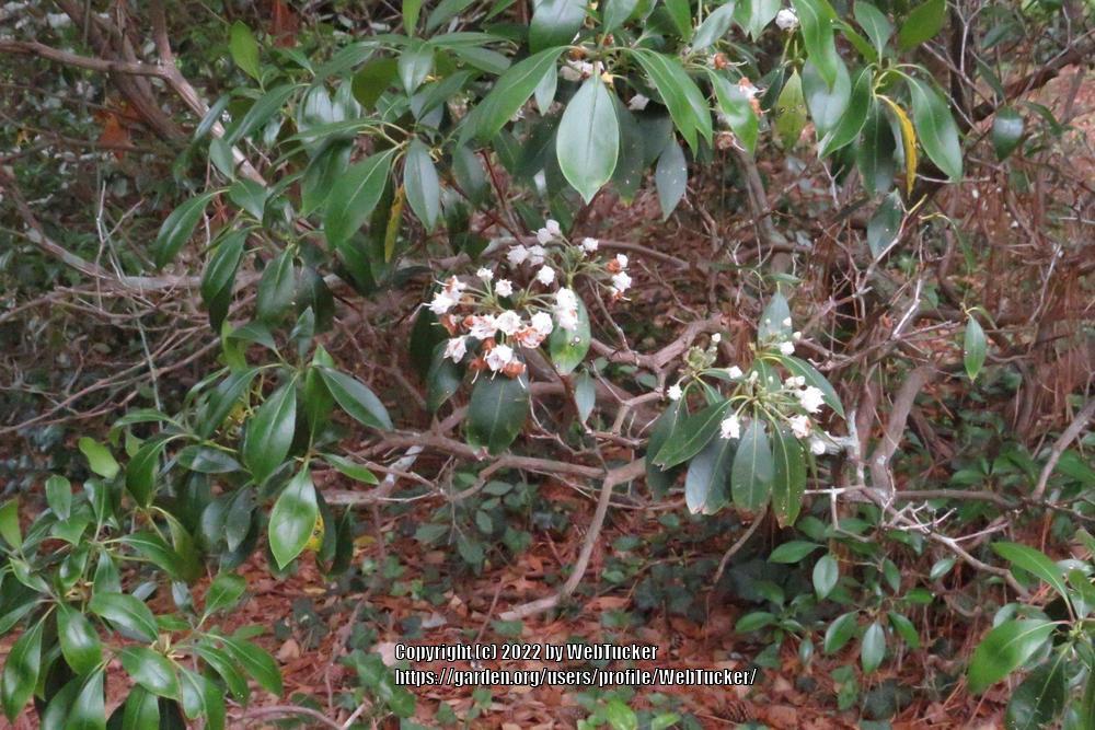 Photo of Mountain Laurel (Kalmia latifolia) uploaded by WebTucker