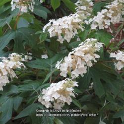 Location: Southern Pines, NC
Date: May 23, 2022
Oakleaf hydrangea #43 nn;  LHB page 474, 90-4-1, "Greek for water