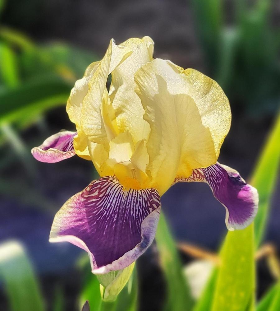Photo of Intermediate Bearded Iris (Iris 'Prinzess Viktoria Luise') uploaded by Bitoftrouble