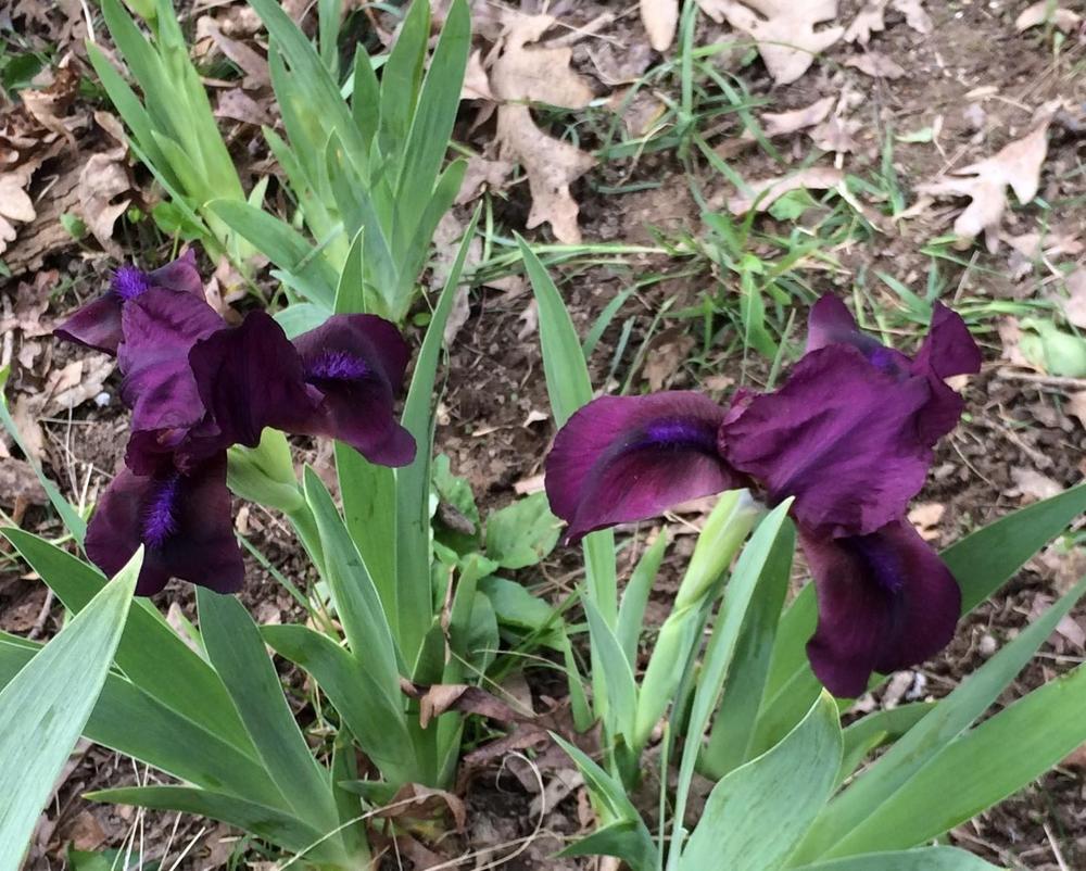 Photo of Standard Dwarf Bearded Iris (Iris 'Cherry Garden') uploaded by DonnaKribs