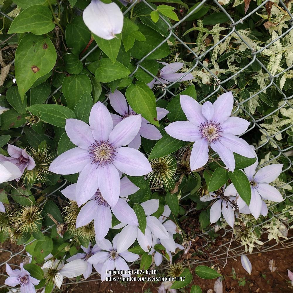 Photo of Clematis Bernadine™ uploaded by FPF