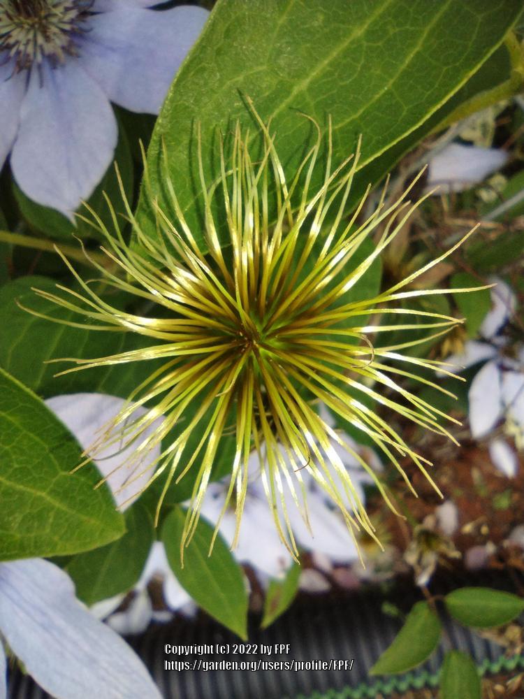 Photo of Clematis Bernadine™ uploaded by FPF